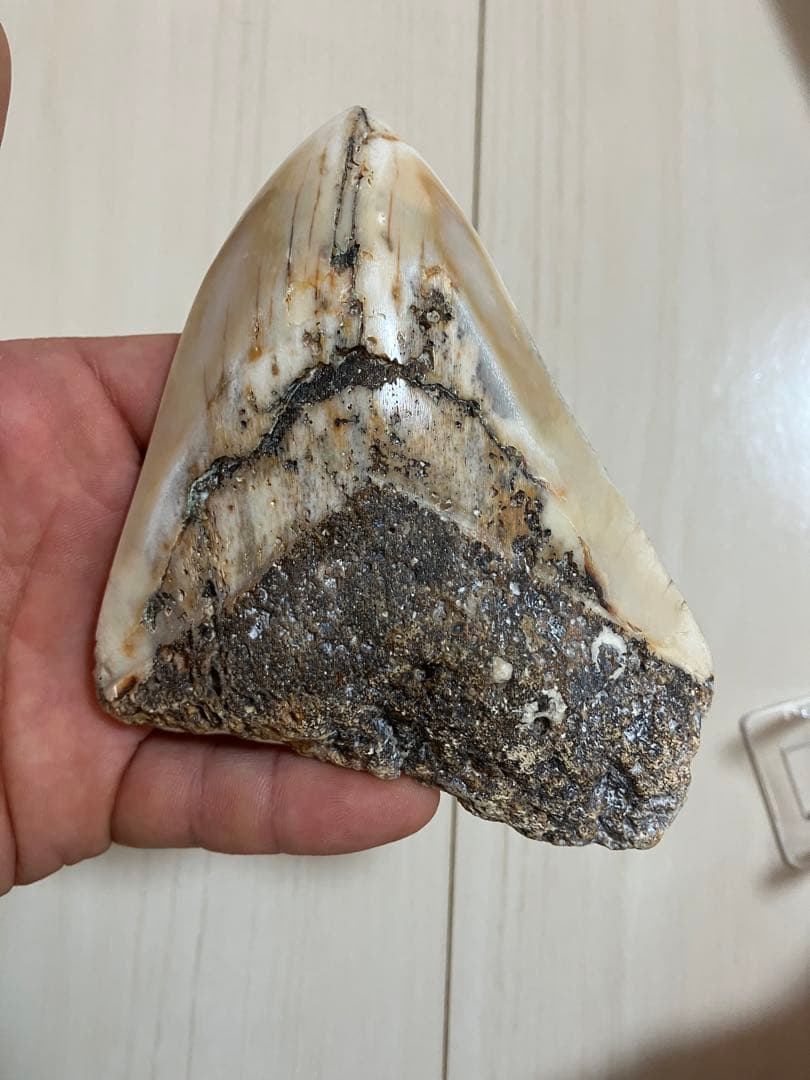 メガロドン歯化石