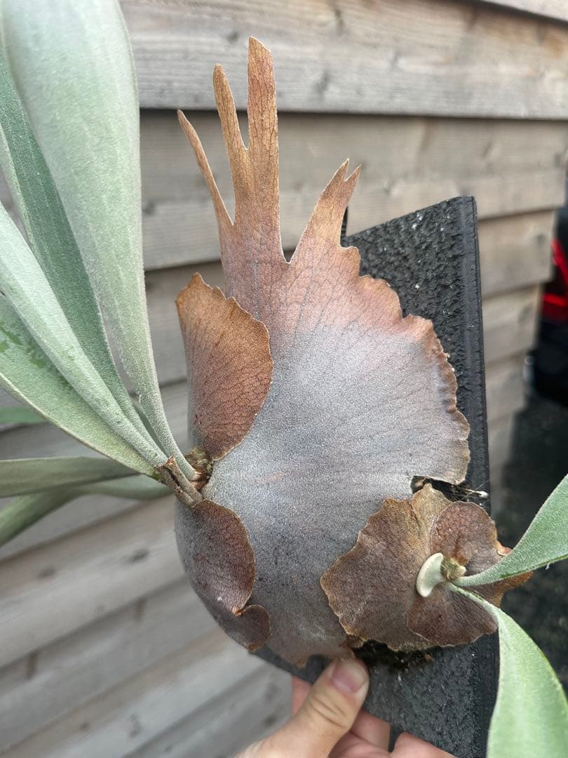 P.veitchii cv. Pumilum OC 親株出品