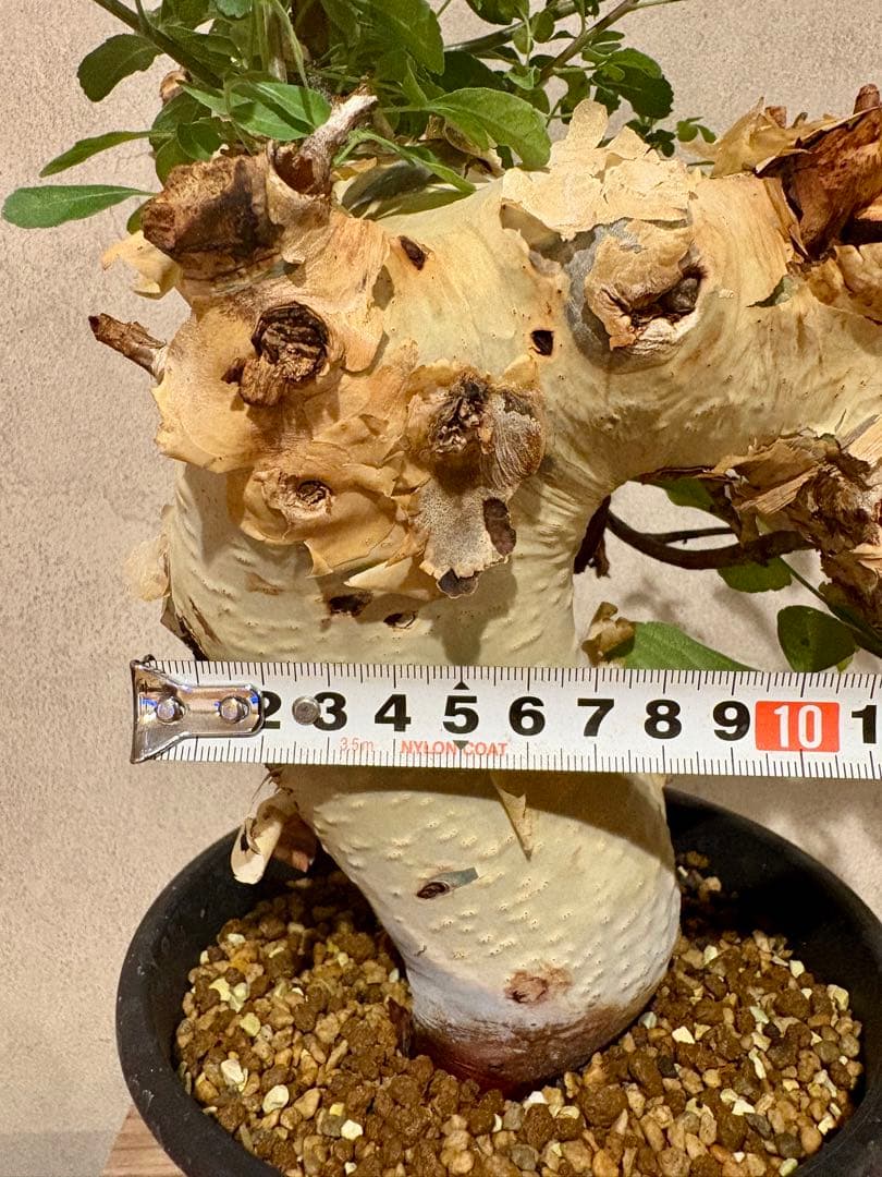 【コレクション株】コミフォラ　カタフ　ターカネンシス　発根済み　鉢ごと発送