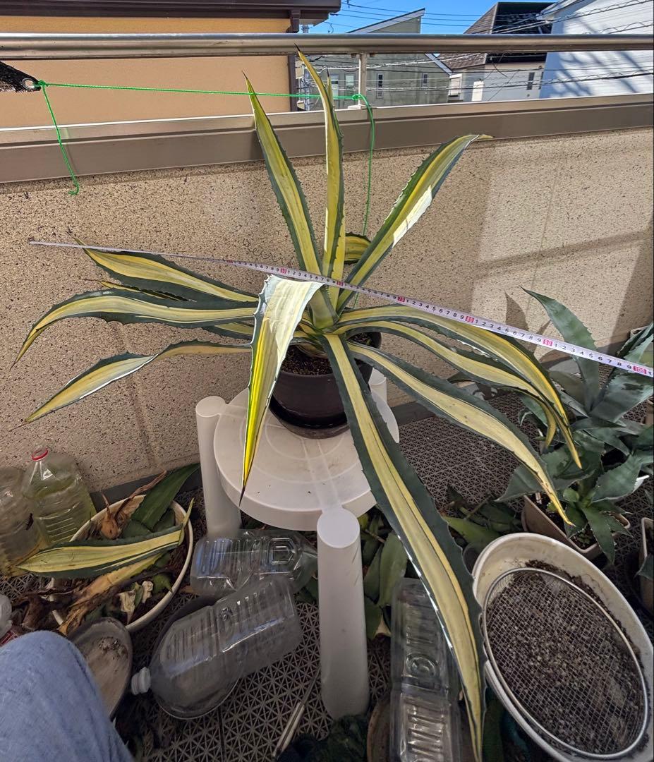 特大‼️ アガベ アメリカーナ・メディオピクタ 中斑　黄中班 横幅100㎝