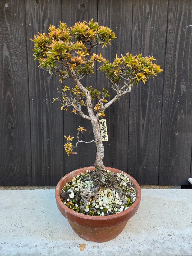 皐月盆栽「柴竜の誉」