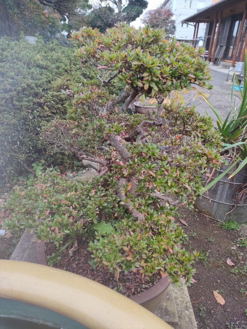 ツツジ（大盃）