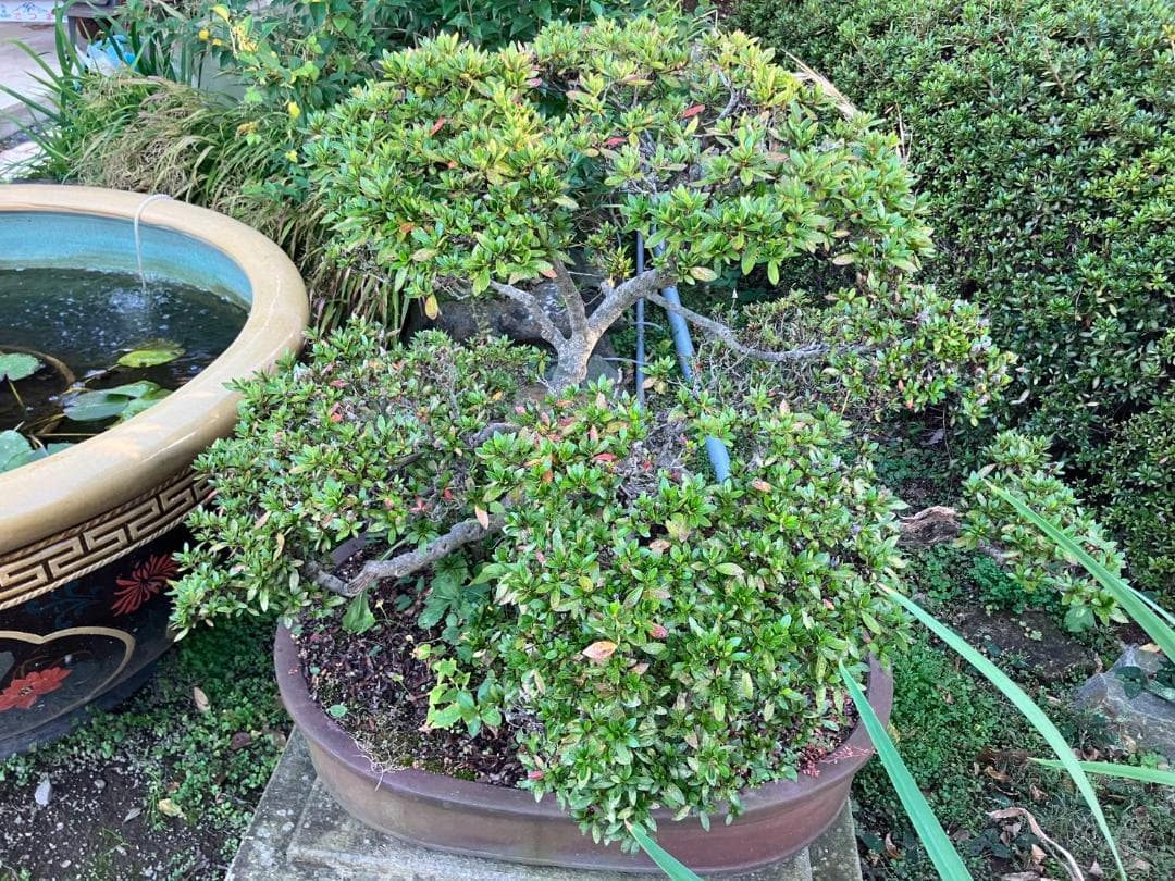 ツツジ（大盃）