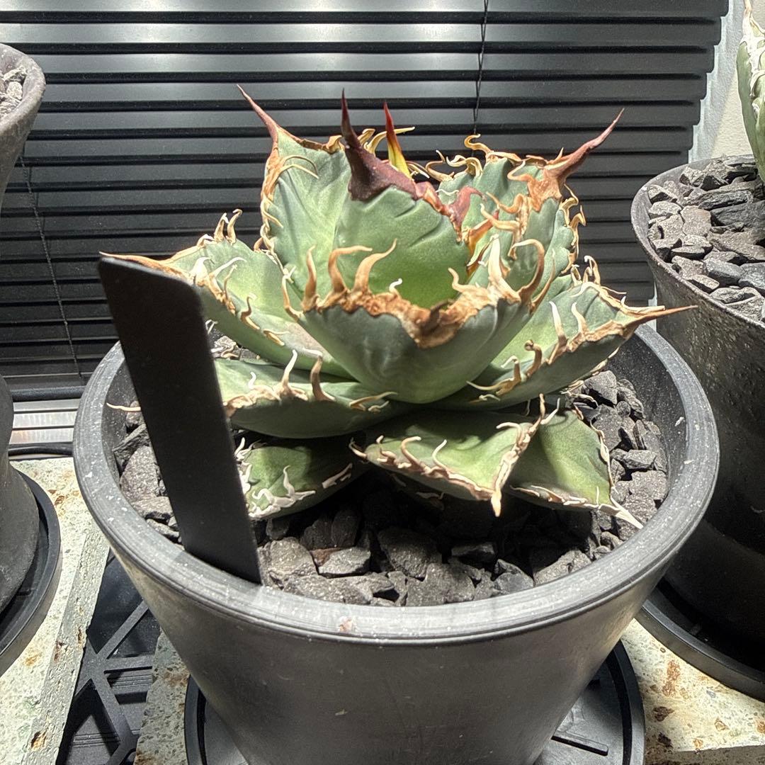 アガベ　シャークソウイ　shark soui 親株