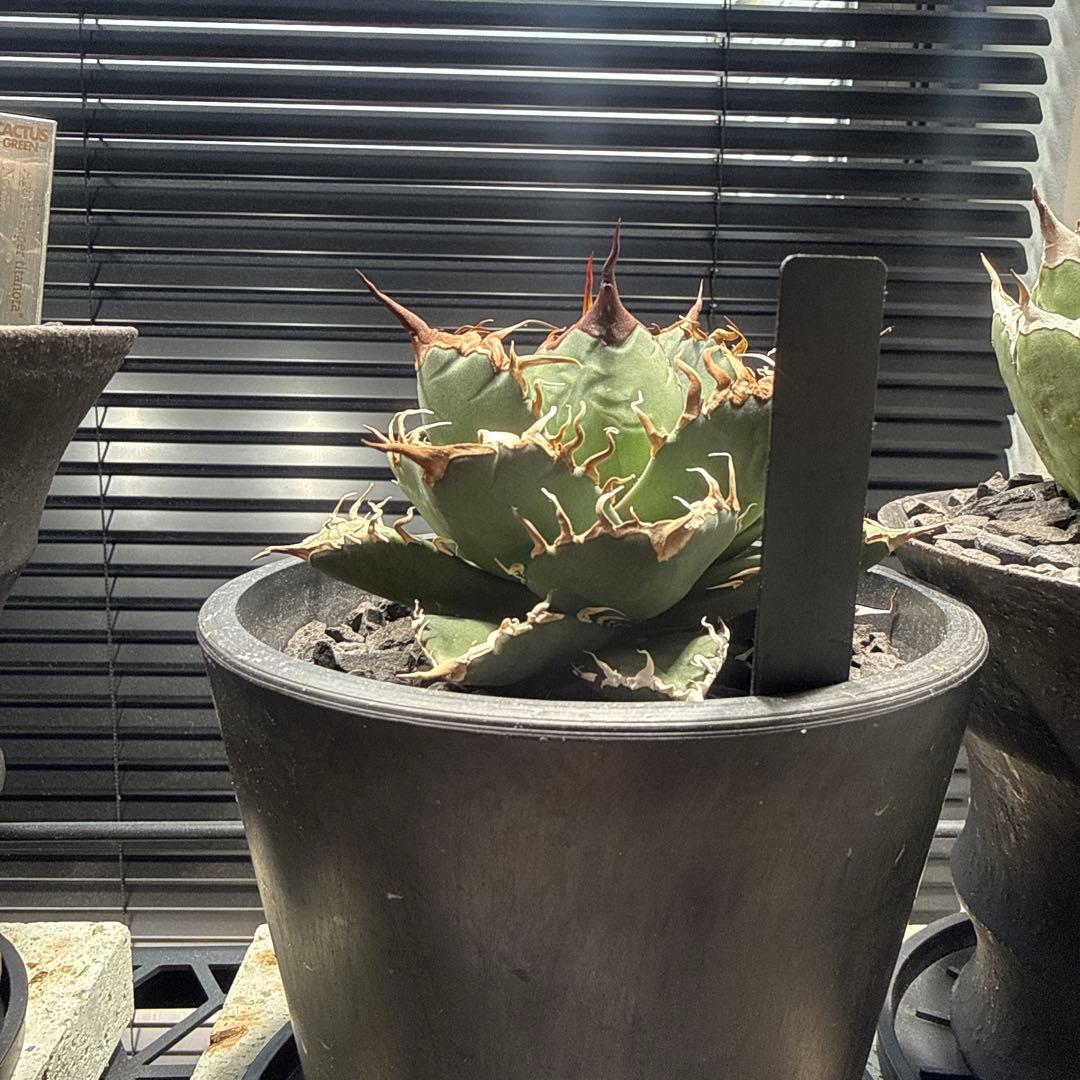 アガベ　シャークソウイ　shark soui 親株