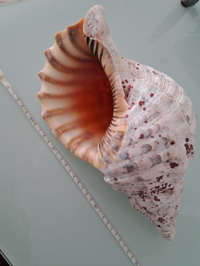 沖縄県産☆天然法螺貝