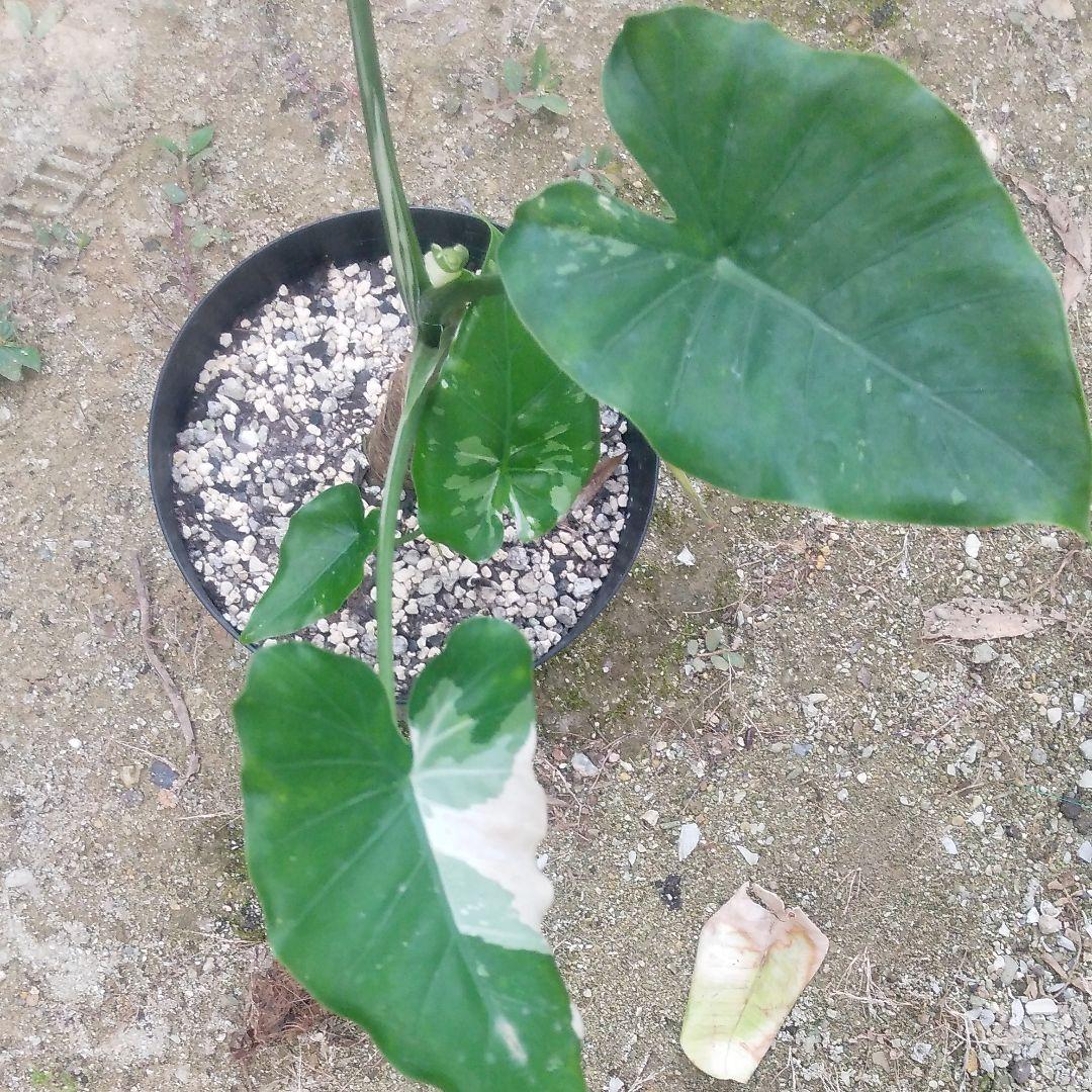 斑入りクワズイモ