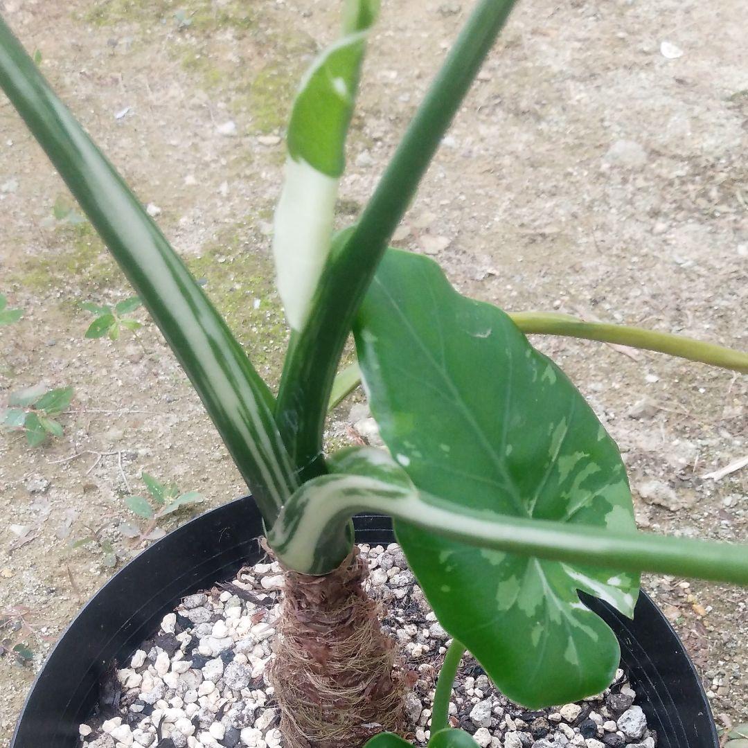 斑入りクワズイモ