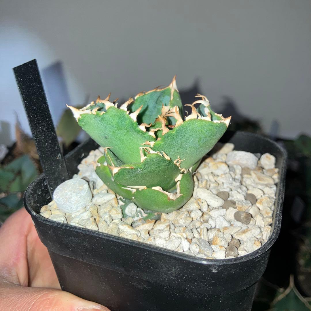 アガベ　cok cg01