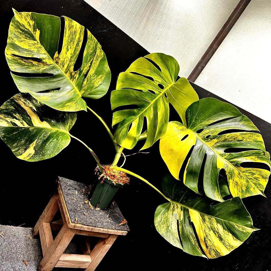 H*S様 斑入りモンステラボルシギアナオーレア黄斑83㎝/検索→イエローマリリン
