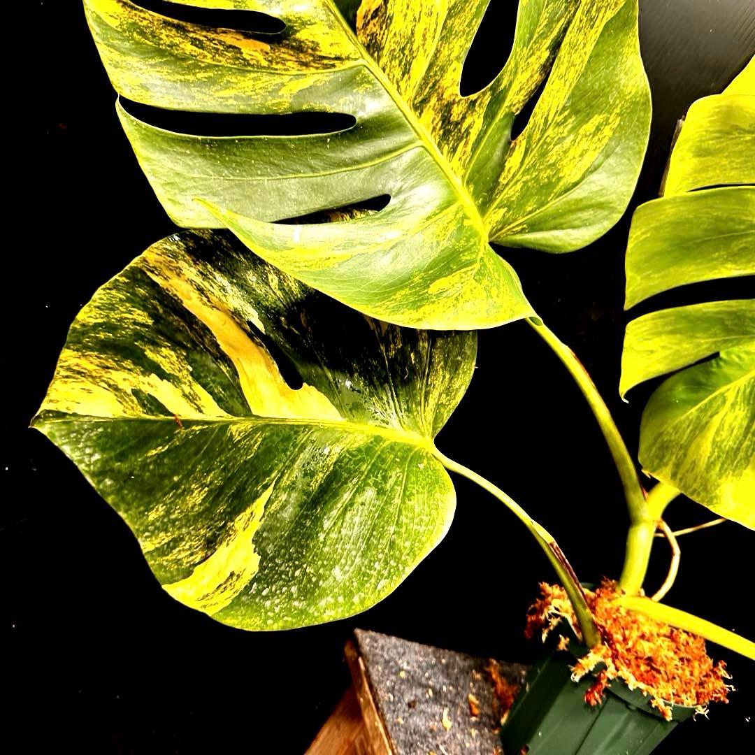 H*S様 斑入りモンステラボルシギアナオーレア黄斑83㎝/検索→イエローマリリン