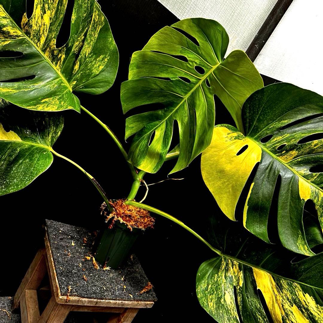 H*S様 斑入りモンステラボルシギアナオーレア黄斑83㎝/検索→イエローマリリン