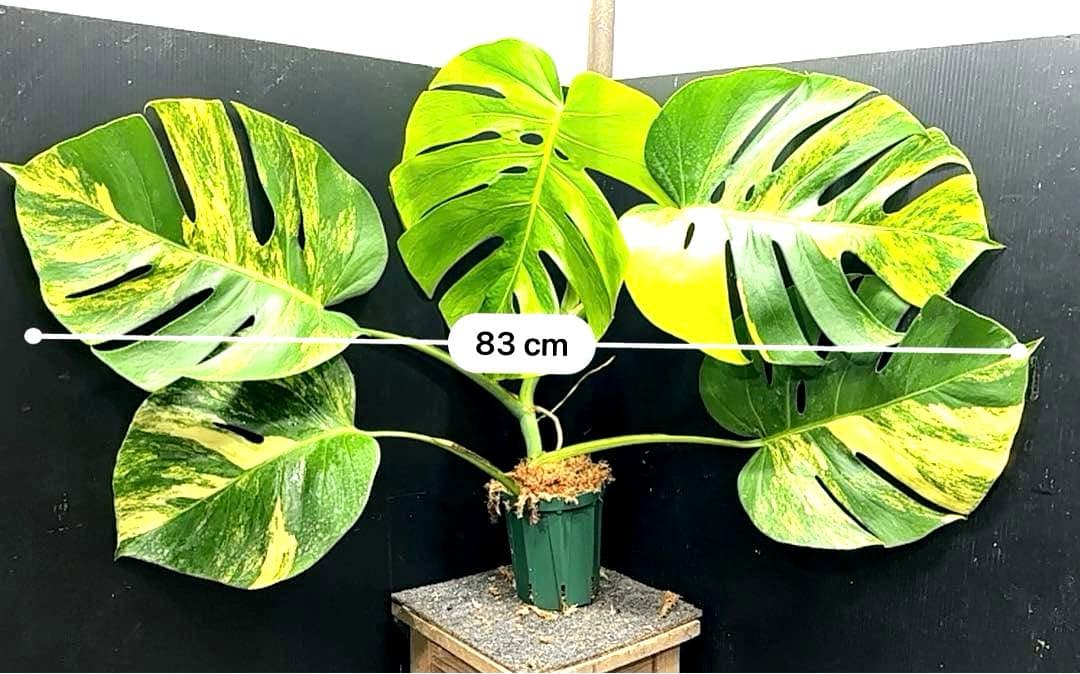 H*S様 斑入りモンステラボルシギアナオーレア黄斑83㎝/検索→イエローマリリン