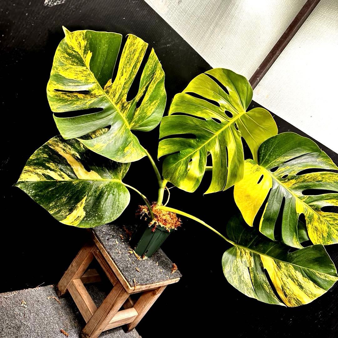 H*S様 斑入りモンステラボルシギアナオーレア黄斑83㎝/検索→イエローマリリン