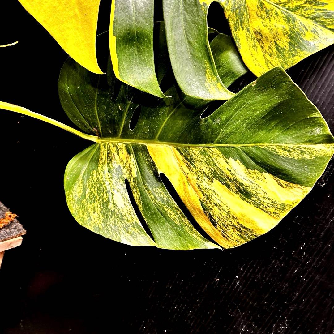 H*S様 斑入りモンステラボルシギアナオーレア黄斑83㎝/検索→イエローマリリン