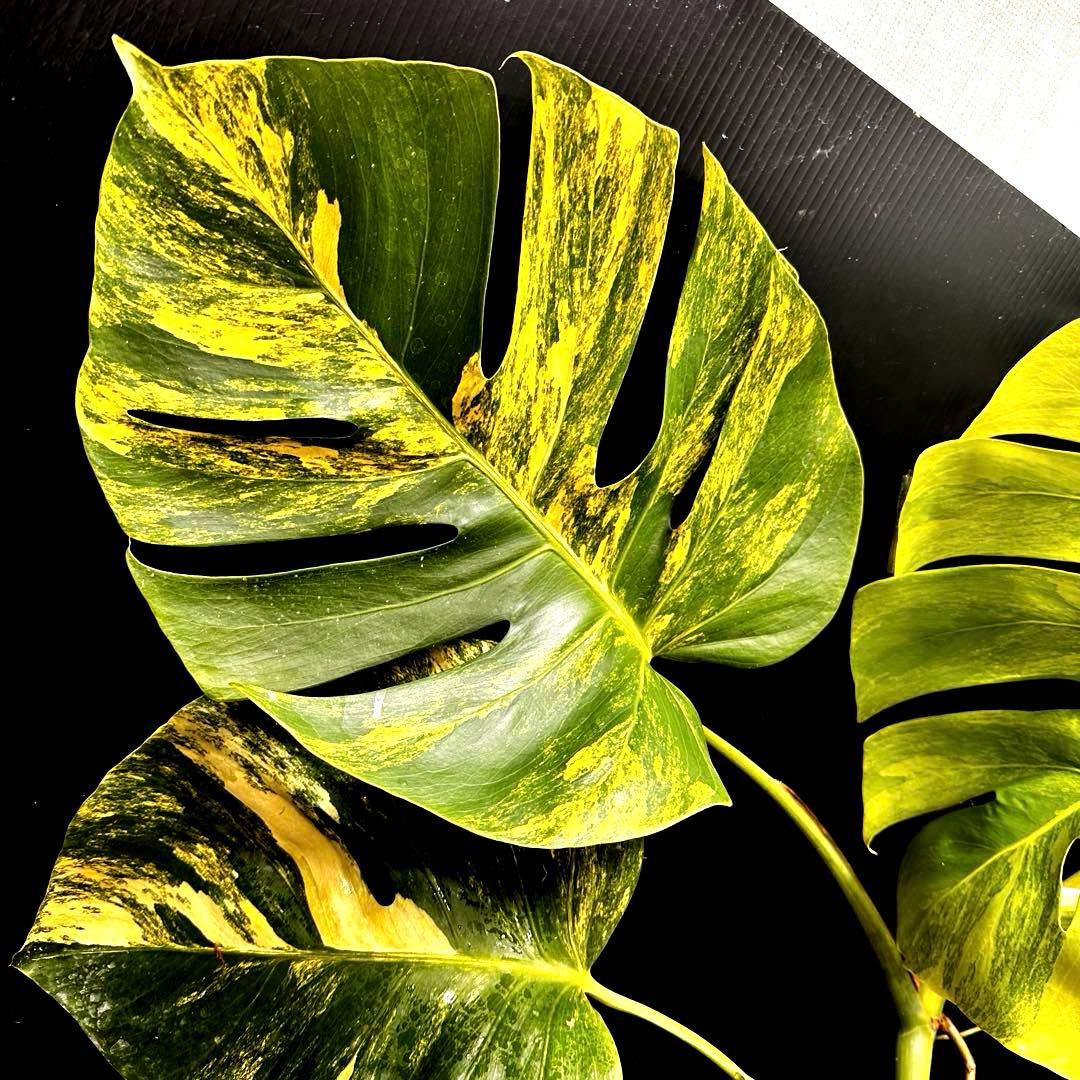 H*S様 斑入りモンステラボルシギアナオーレア黄斑83㎝/検索→イエローマリリン