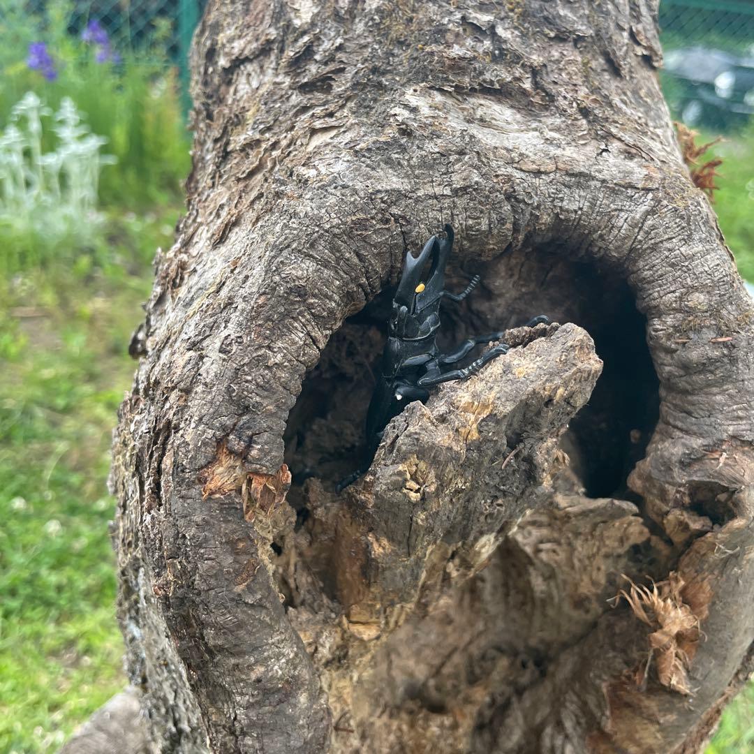 特大クワリウム　樹洞　登り木　エサ台　シェルター