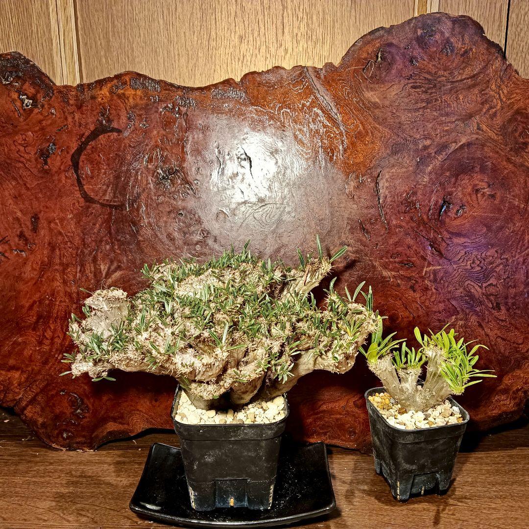 特大超綴化！　パキポディウム　グラキリス　綴化　せっか　てっか