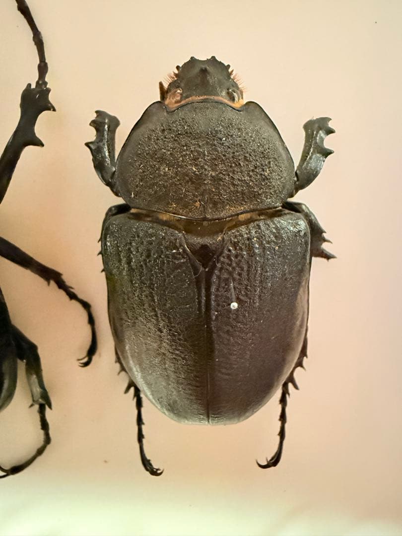 【標本】ヴァズデメロゾウカブト　ボリビア産 92ミリ　WF1累代飼育個体