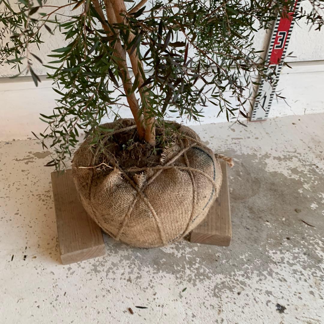 大株　メラレウカ　カッパーグロー　ティーツリー　ブラック　紅葉　銅葉　49