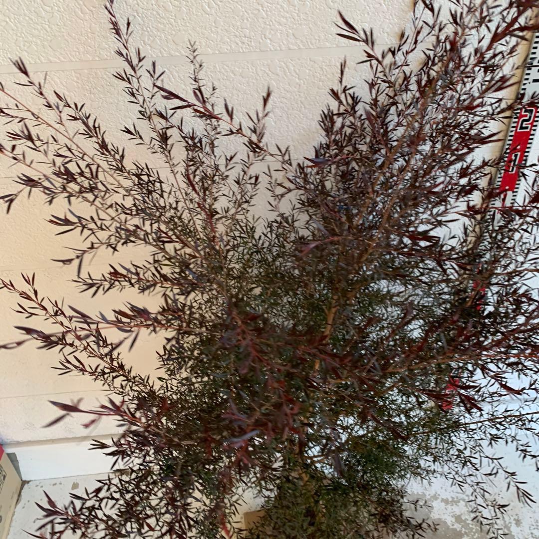 大株　メラレウカ　カッパーグロー　ティーツリー　ブラック　紅葉　銅葉　49