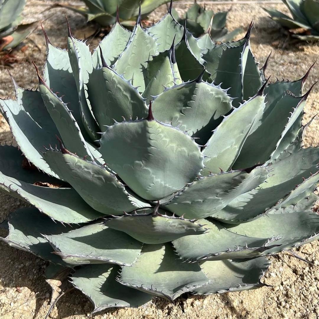 アガベ　パリー 吉祥天(姫吉祥天) 極上