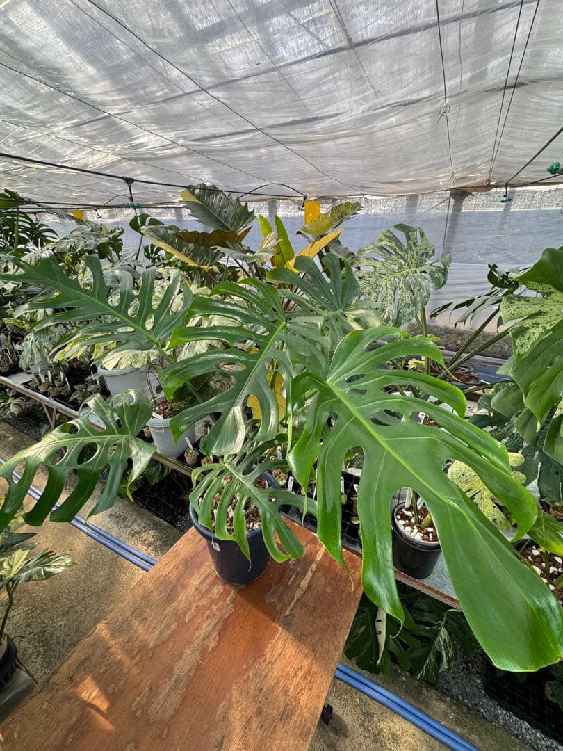 アラブフォーム \