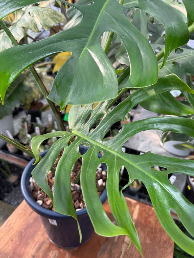 アラブフォーム \"エロンガータエ\" イーロンガーター　コンパクト　激レア