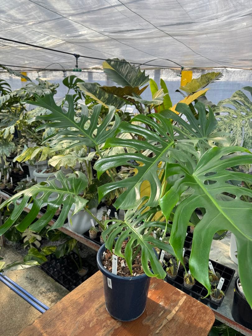 アラブフォーム \"エロンガータエ\" イーロンガーター　コンパクト　激レア