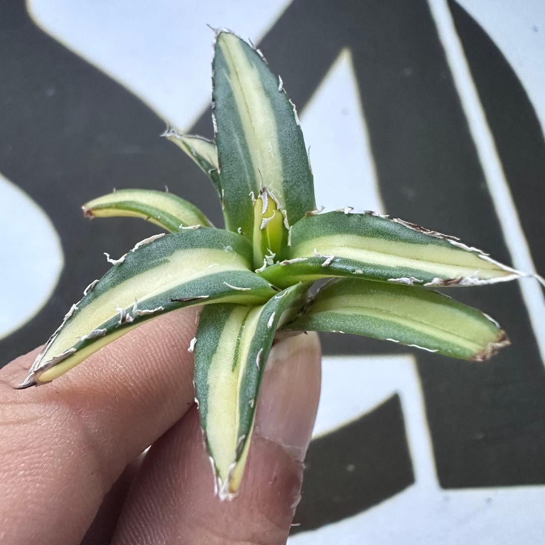 811【上澳園芸】アガベ ダルマ 姫笹の雪錦 中斑入り 稀少株