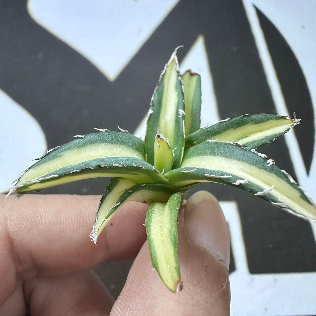 811【上澳園芸】アガベ ダルマ 姫笹の雪錦 中斑入り 稀少株