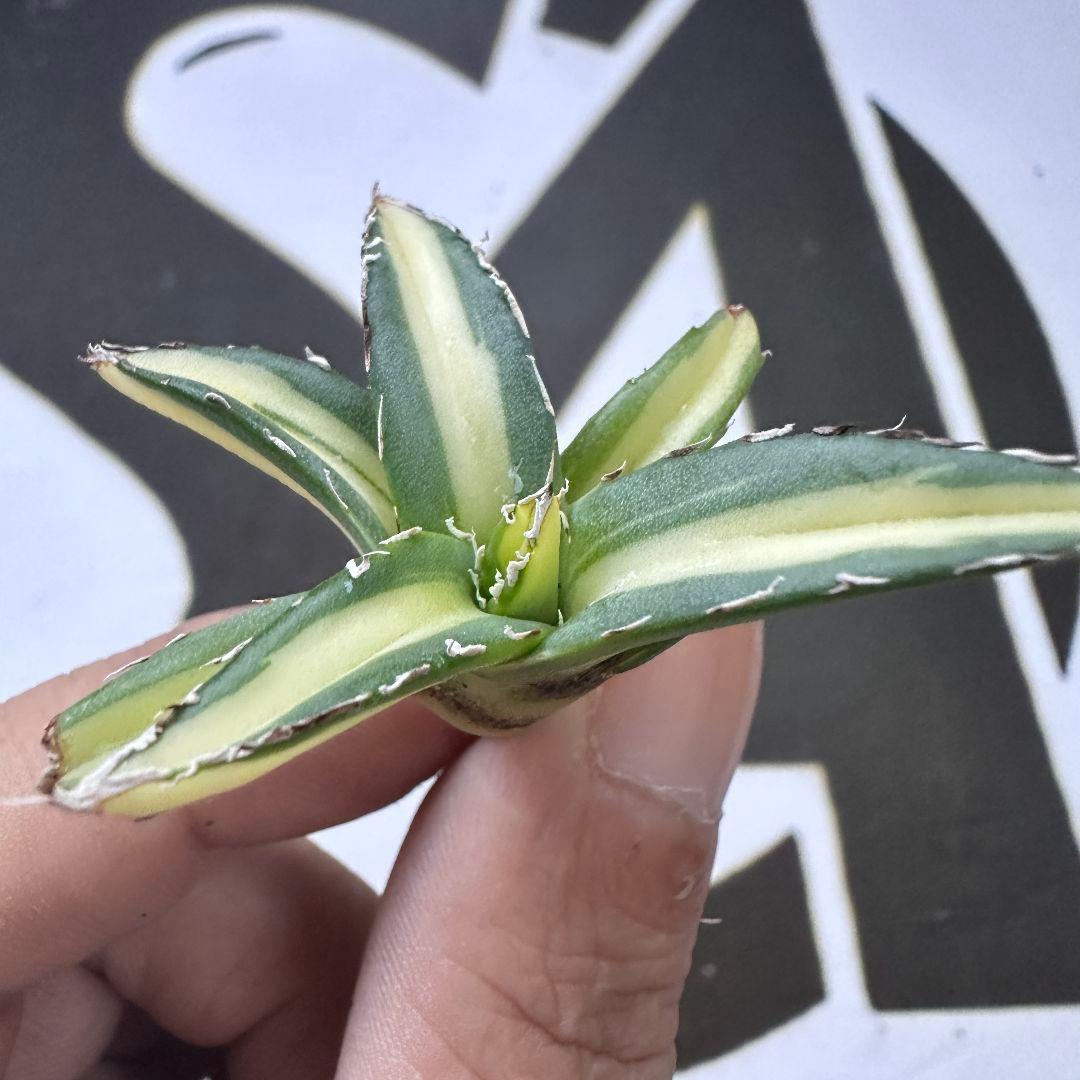 811【上澳園芸】アガベ ダルマ 姫笹の雪錦 中斑入り 稀少株