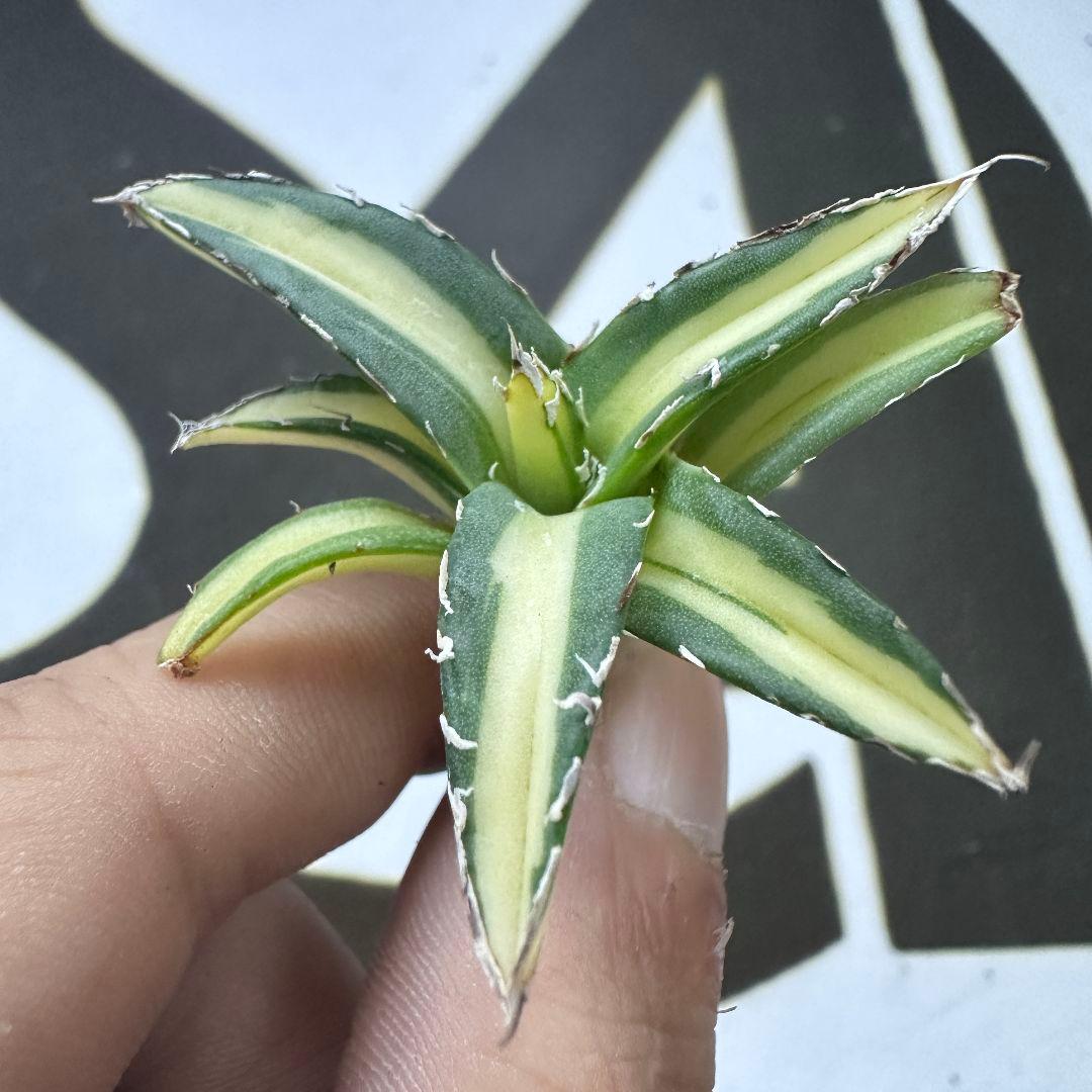 811【上澳園芸】アガベ ダルマ 姫笹の雪錦 中斑入り 稀少株