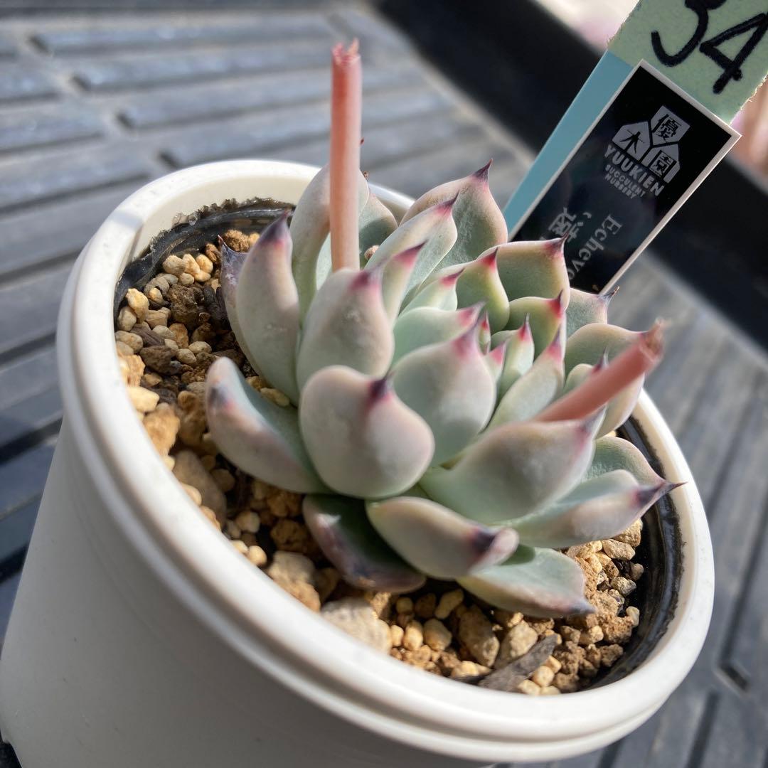 売約済✨No.34 多肉植物 抜き苗 遠雷　優木園札付き