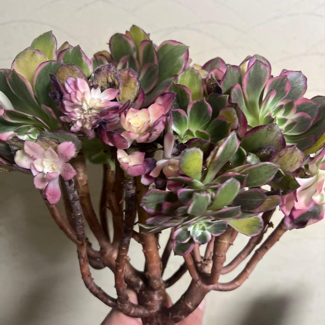 多肉植物。 キューピッド法師錦綴化