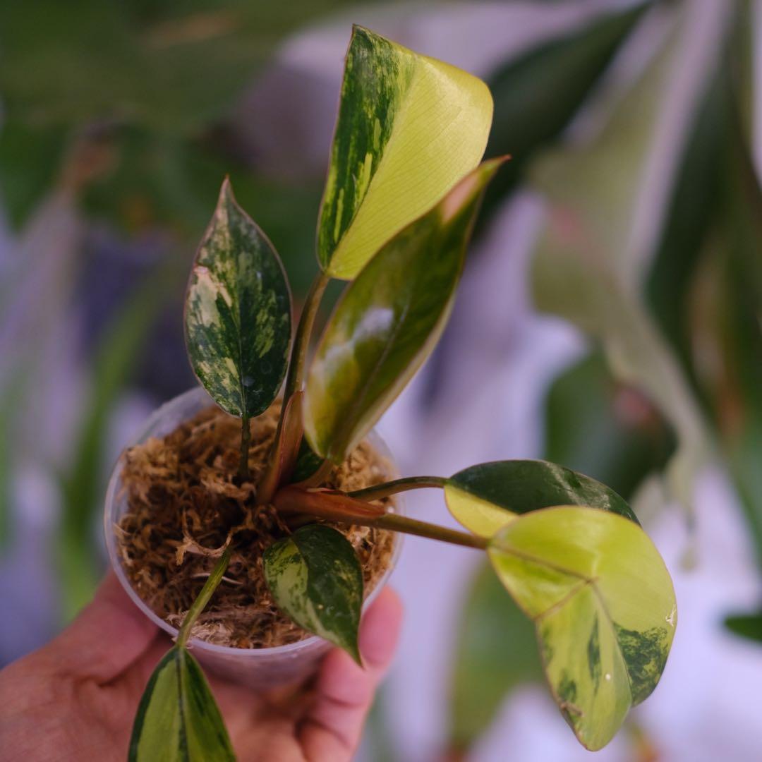 フィロデンドロン・レッドコンゴ │ Philodendron Red Congo