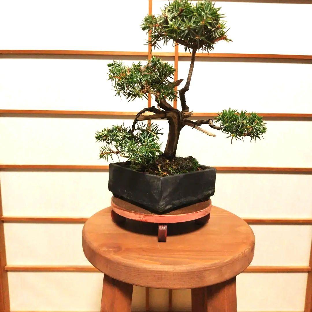 盆栽 杜松（ネズミサシ）Ｂ 変わり木　黒釉薬切立切足正方鉢