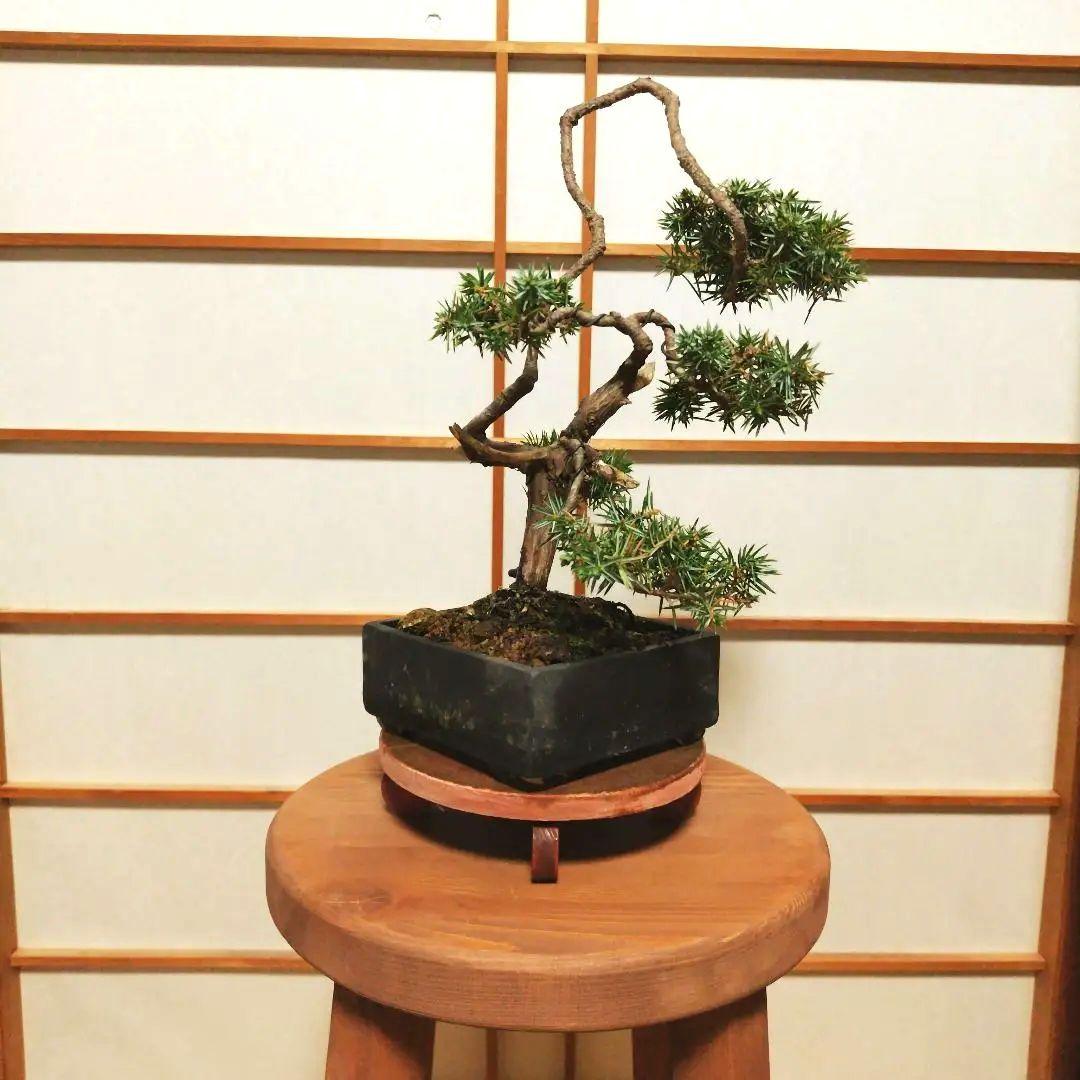 盆栽 杜松（ネズミサシ）Ｂ 変わり木　黒釉薬切立切足正方鉢