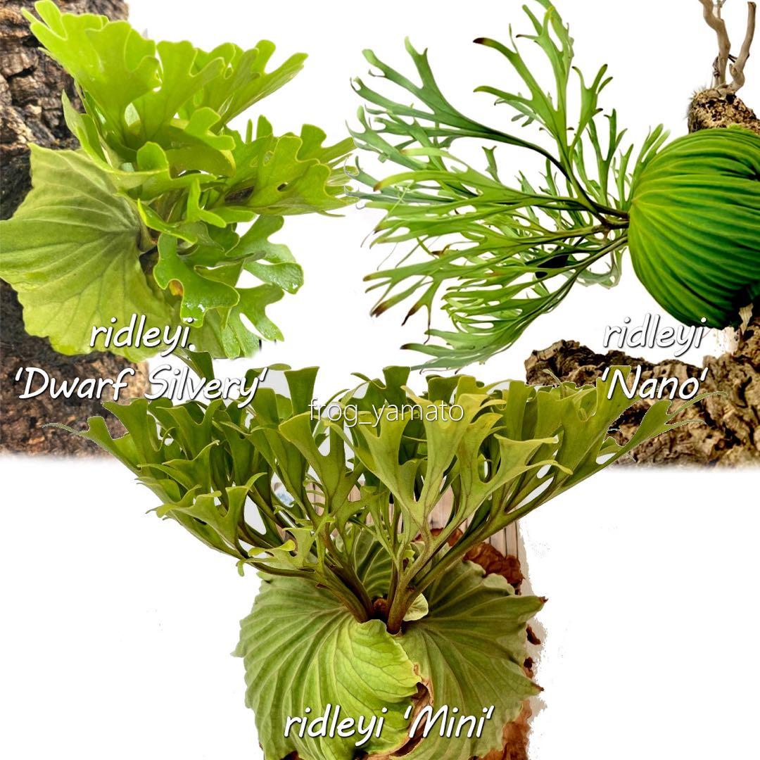 ridleyi chobi リドレイ silvery nano mini mix