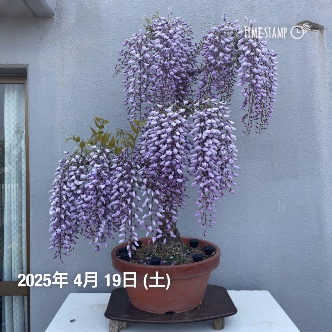 PALページ　藤　黒龍藤