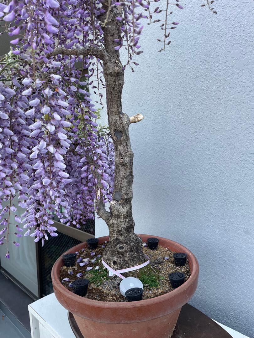 PALページ　藤　黒龍藤