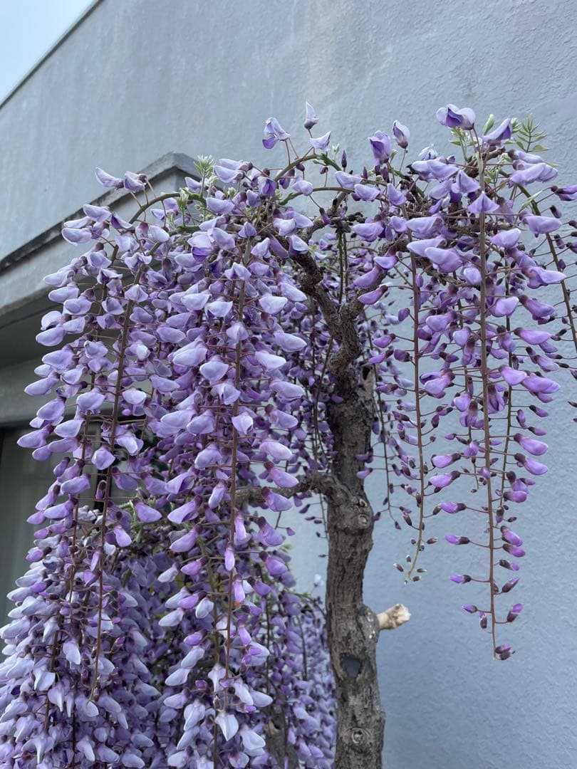 PALページ　藤　黒龍藤