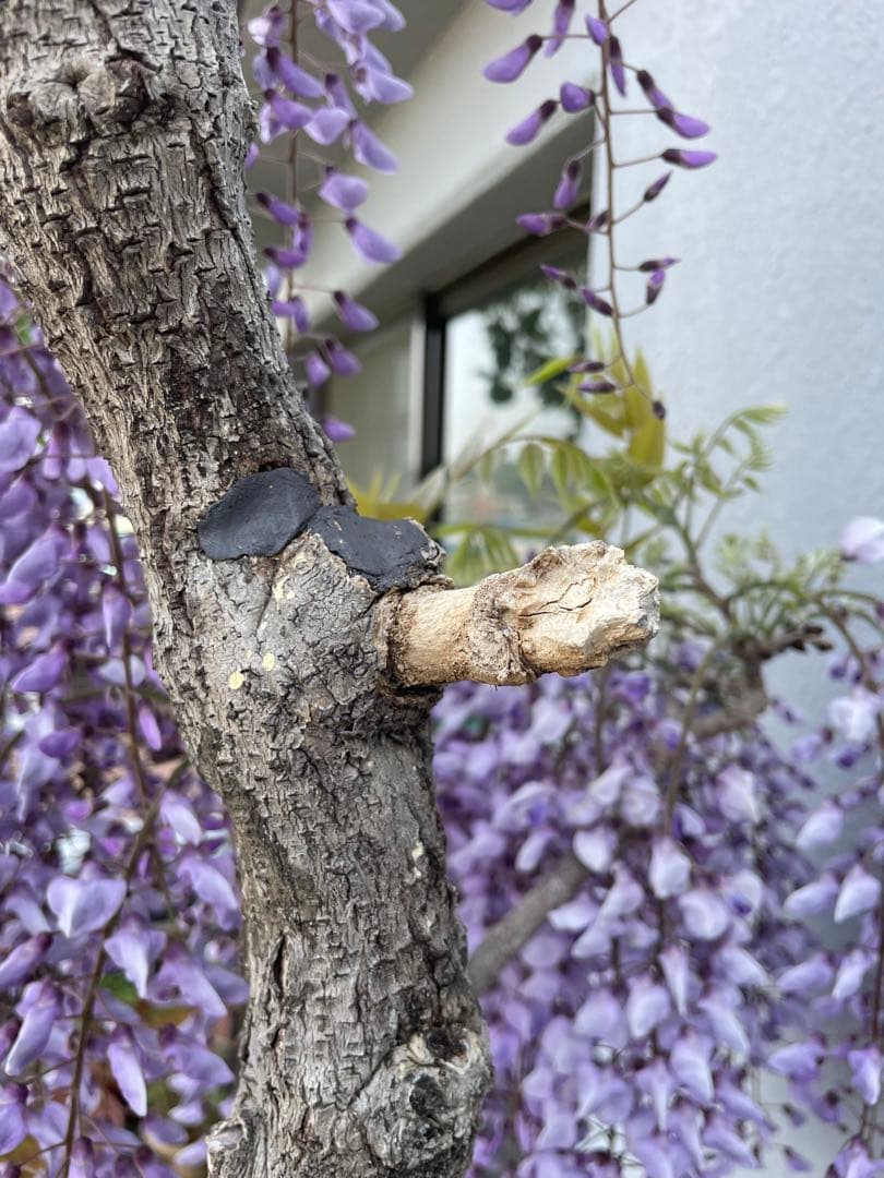 PALページ　藤　黒龍藤