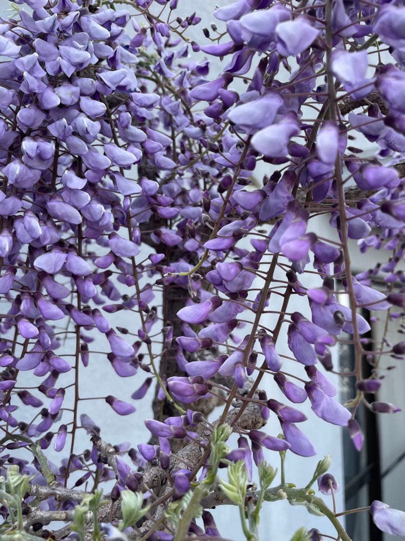 PALページ　藤　黒龍藤