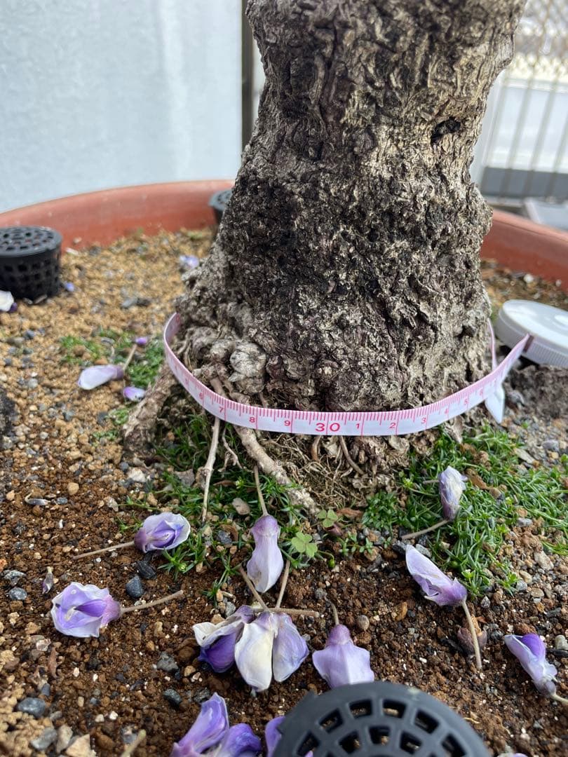 PALページ　藤　黒龍藤