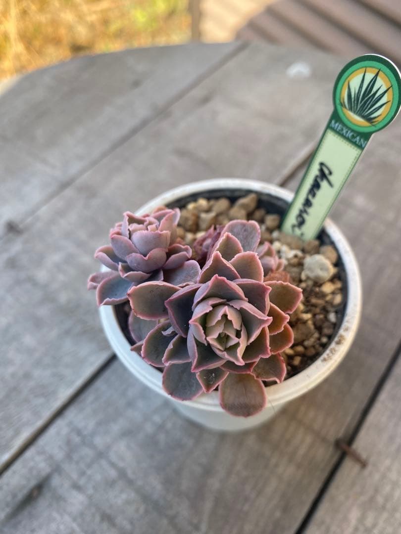 リクエスト　4頭群生　原種　チャザロイ　Chazaroi エケベリア