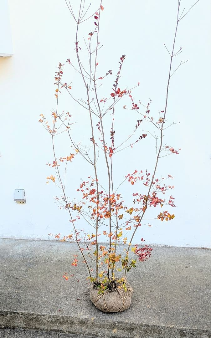 晩秋の紅。山採りドウダンツツジ。