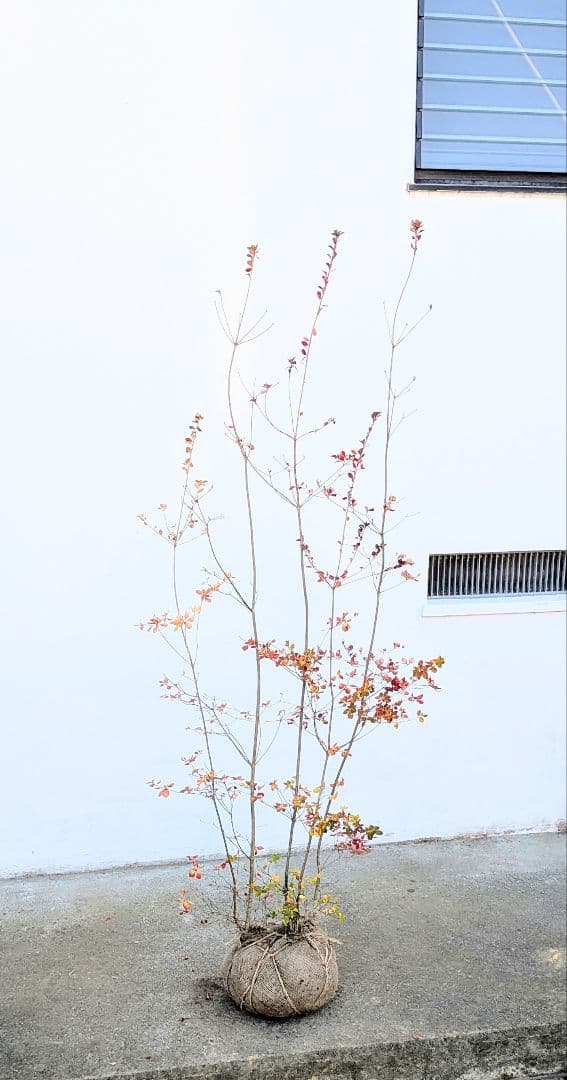 晩秋の紅。山採りドウダンツツジ。