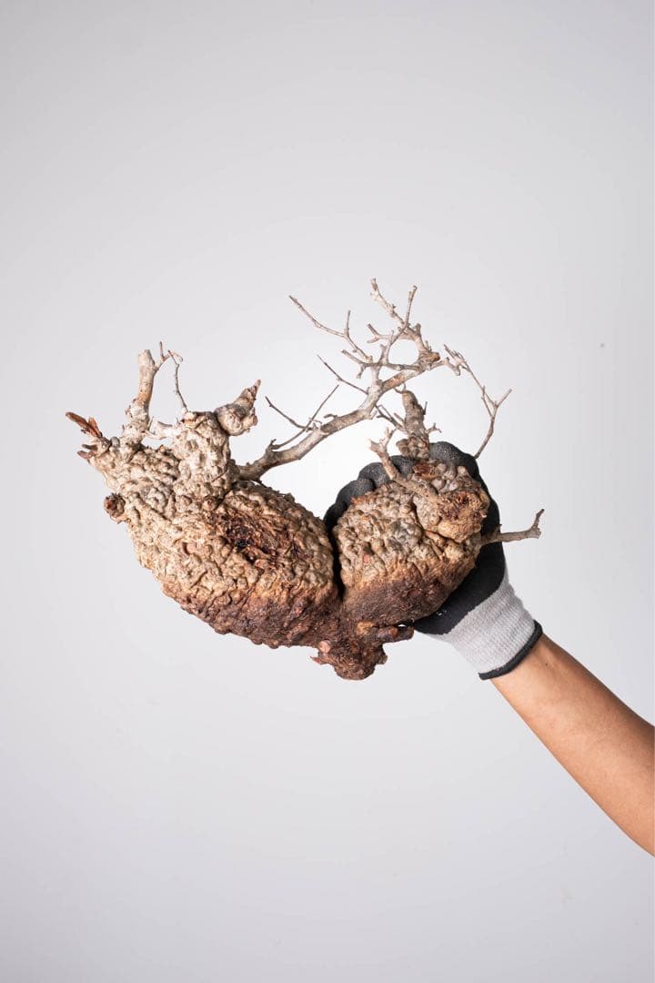 KP125 オペルクリカリア パキプス コーデックス ベアルート株　ダブル