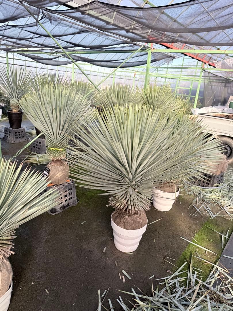 LA ALBERO ロストラータ専門店　上級根巻き個体